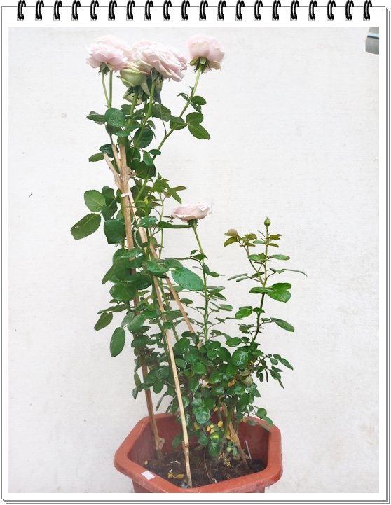Cây Lan Ý Thủy Sinh 3