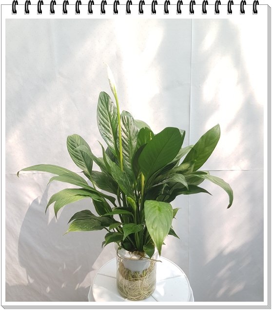 Cây Lan Ý Thủy Sinh 2