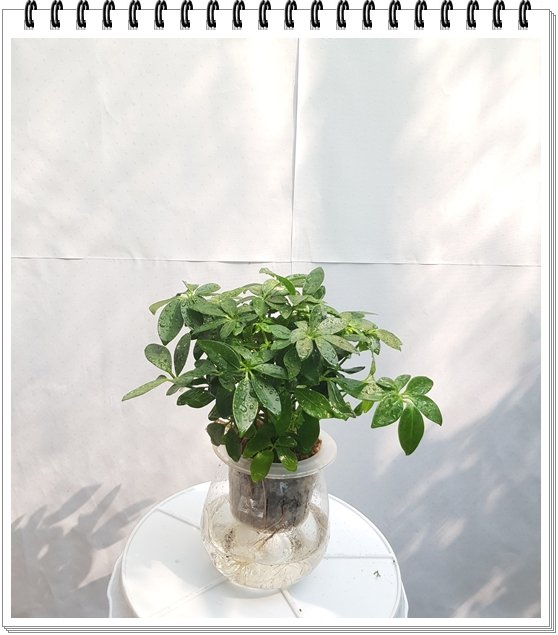 Cây Ngũ Da Bì Thủy Sinh