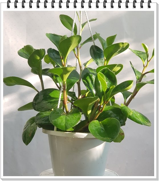 Cây Trường Sinh