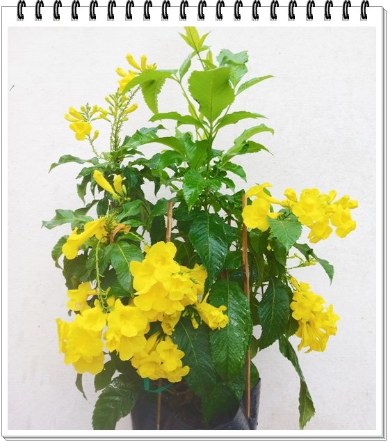 Chuông Vàng