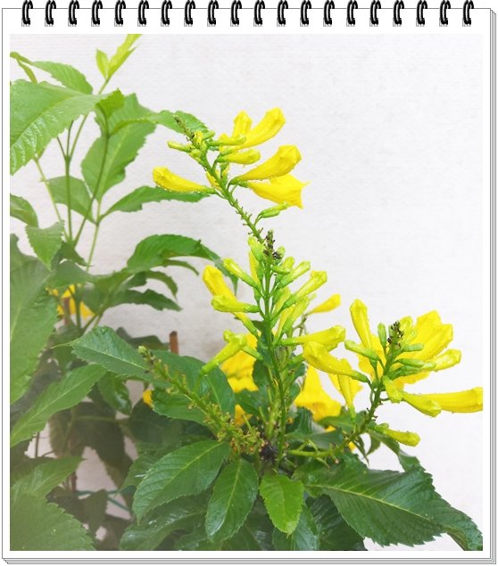 Chuông Vàng 3