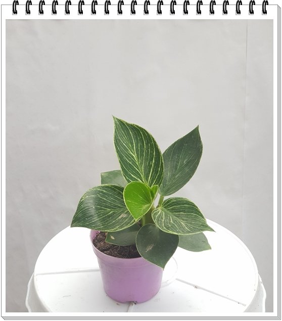 Đế Vương mini 2