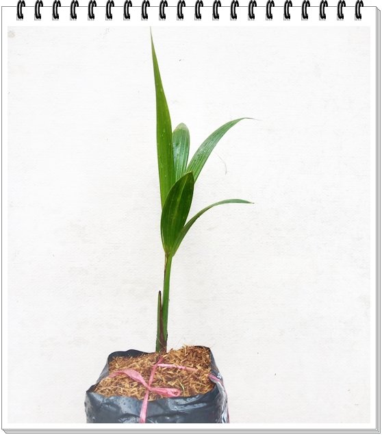 Dừa Xiêm Lùn 2