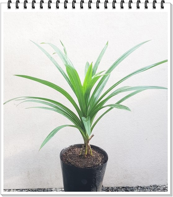 Lá Dứa