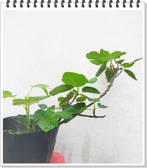 Mận Xanh 3