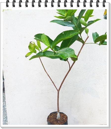 Mảng Cầu Na 2