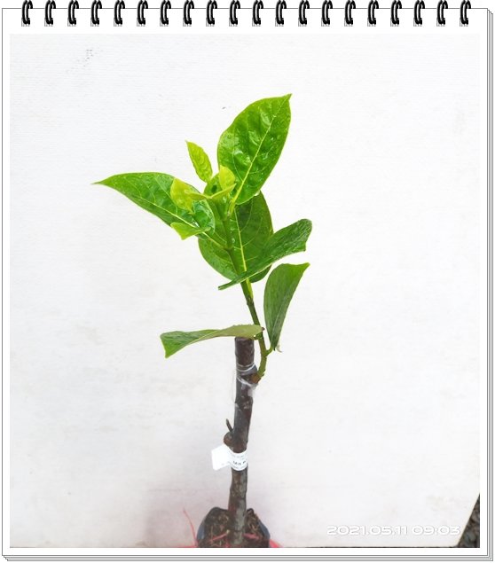 Mít Không Hạt 3