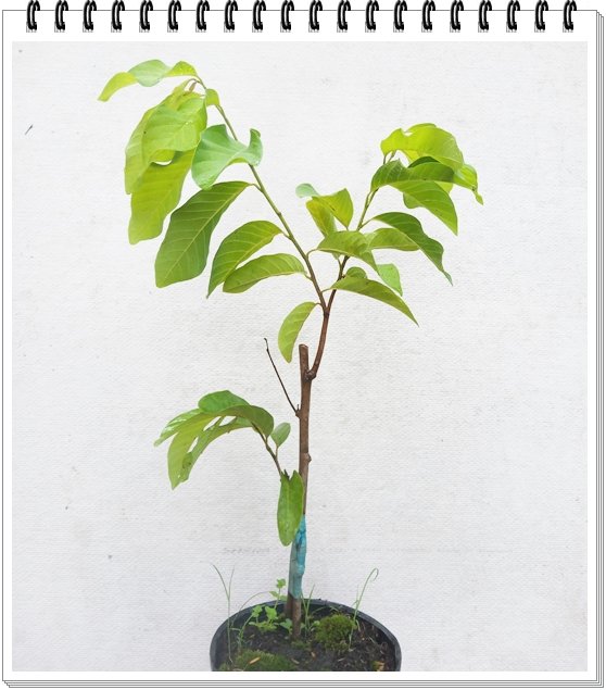 Ớt Cay Trái Dài 3