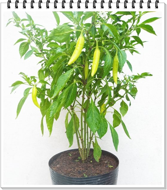 Ớt Cay Trái Dài 2
