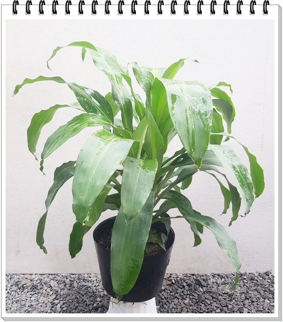 Phát Tài - Thiet Mộc Lan