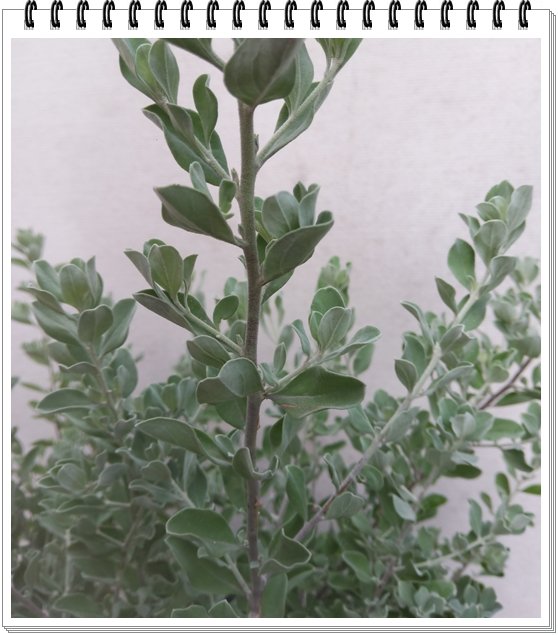 Tuyết Sơn Phi Hồng 3