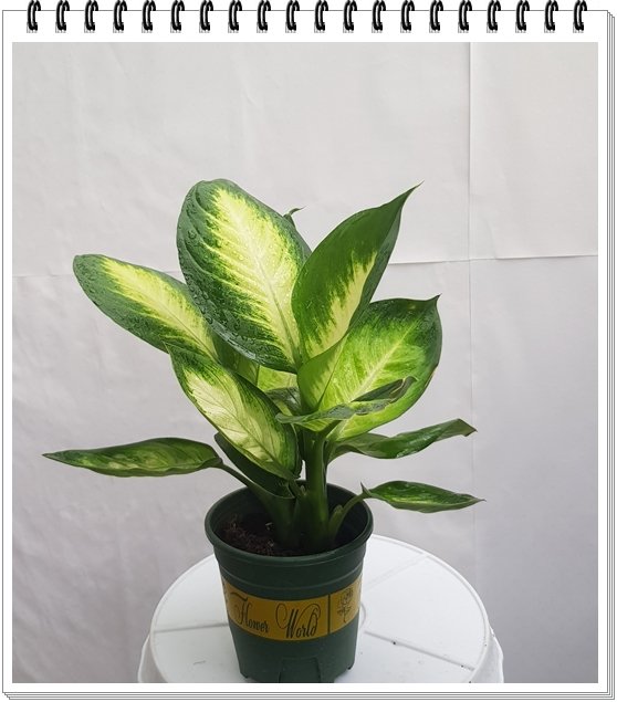 Vạn Niên Thanh mini