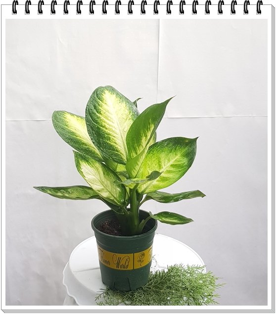 Vạn Niên Thanh mini 2