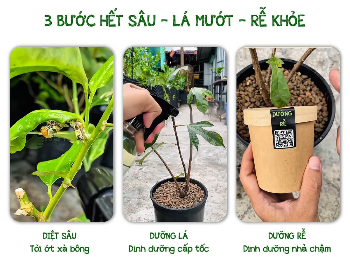 3 BƯỚC ĐỂ CÂY HẾT SÂU - LÁ MƯỚT - RỄ KHỎE 2
