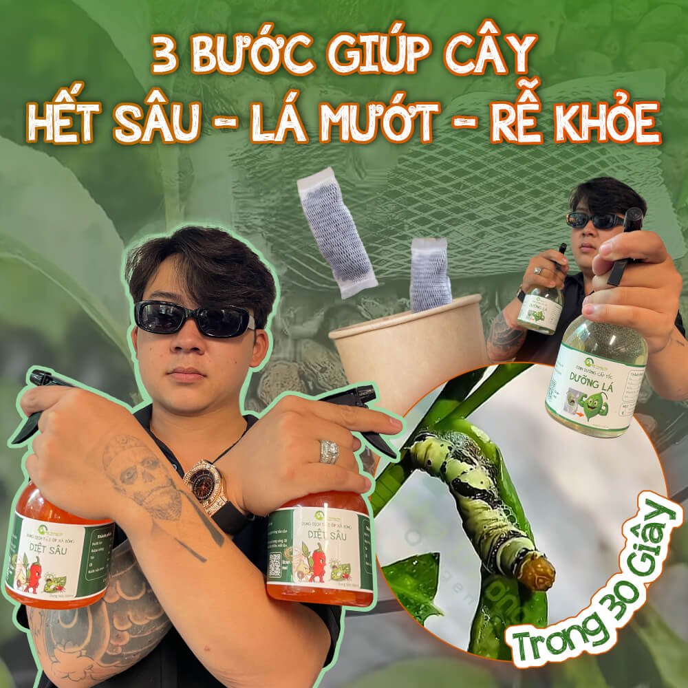 3 BƯỚC ĐỂ CÂY HẾT SÂU - LÁ MƯỚT - RỄ KHỎE