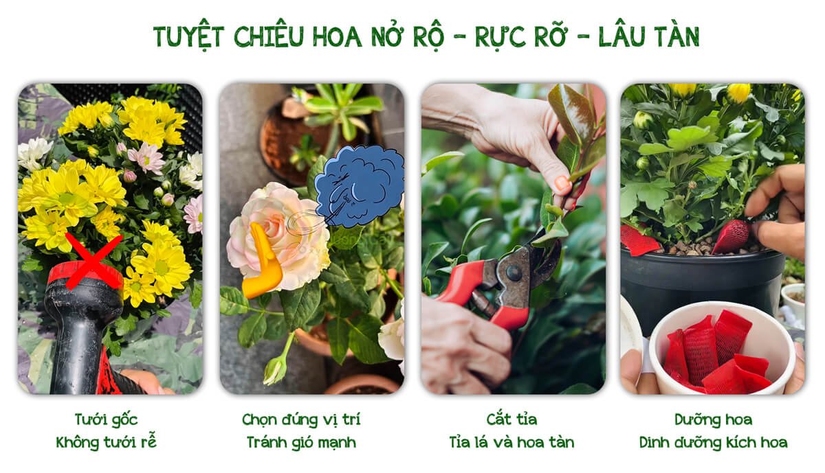 3 BƯỚC ĐƠN GIẢN GIÚP CÂY GIỮ HOA LÂU TÀN VÀ BỀN MÀU 2