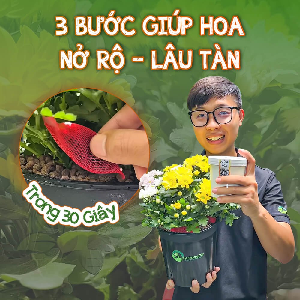 3 BƯỚC ĐƠN GIẢN GIÚP CÂY GIỮ HOA LÂU TÀN VÀ BỀN MÀU