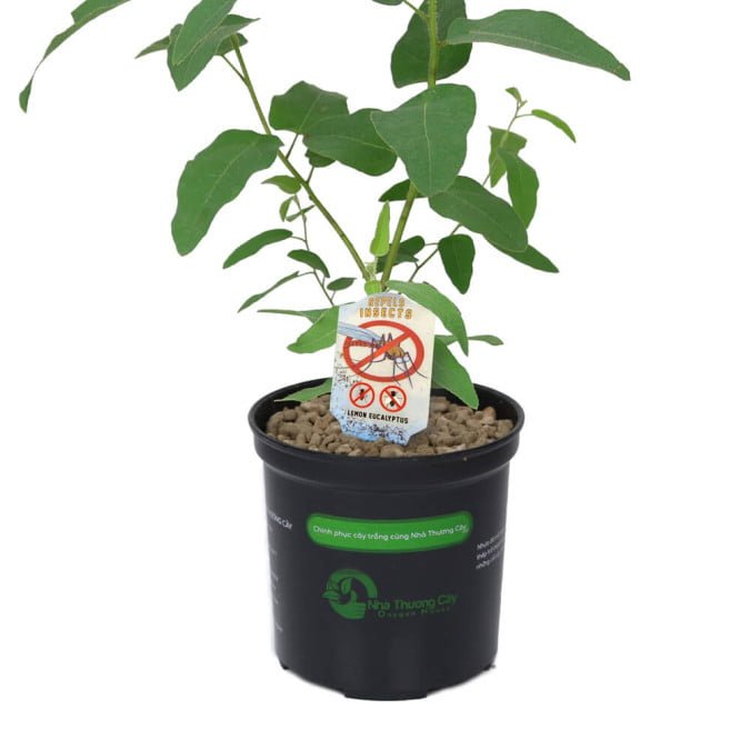 BẠCH ĐÀN CHANH – LEMON BUSH EUCALYPTUS 2