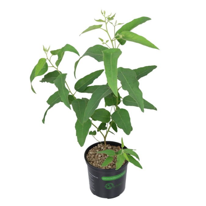 BẠCH ĐÀN CHANH – LEMON BUSH EUCALYPTUS 3