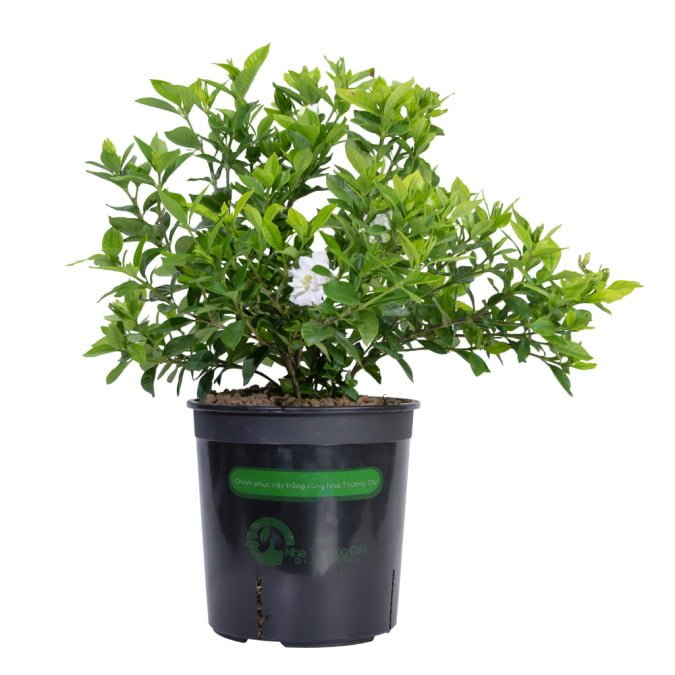 BẠCH THIÊN HƯƠNG - GARDENIA JASMINODES ELLIS 2