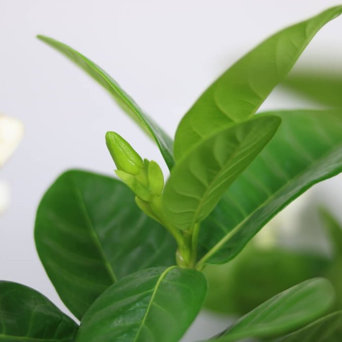 BẠCH THIÊN HƯƠNG - GARDENIA JASMINODES ELLIS 3