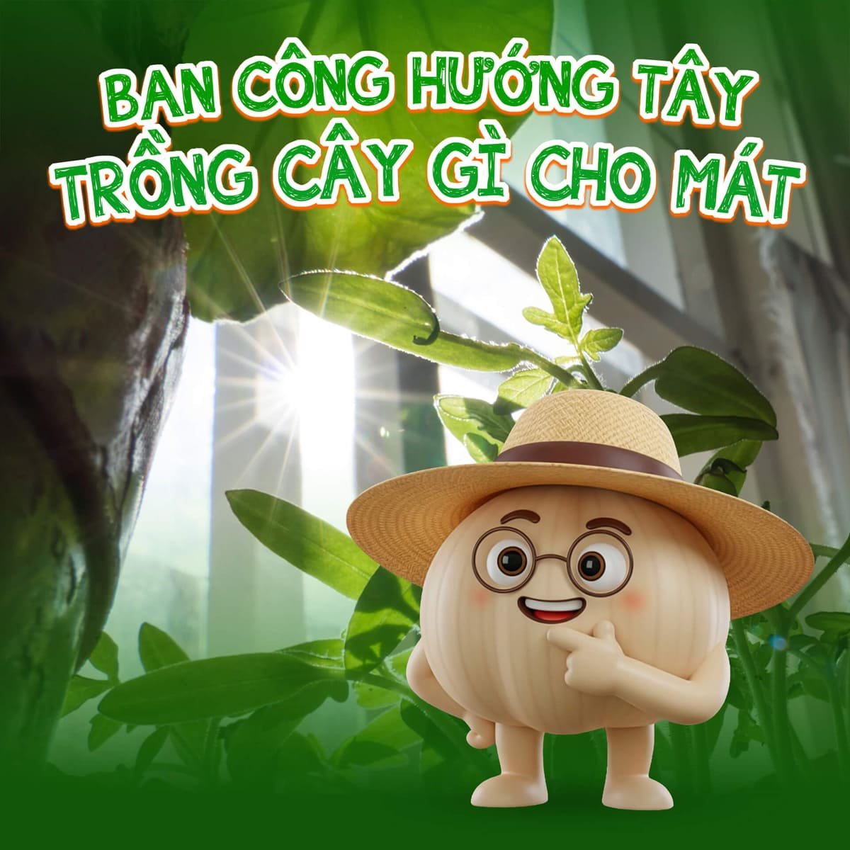 Ban công hướng tây nắng gắt - trồng cây gì cho mát?
