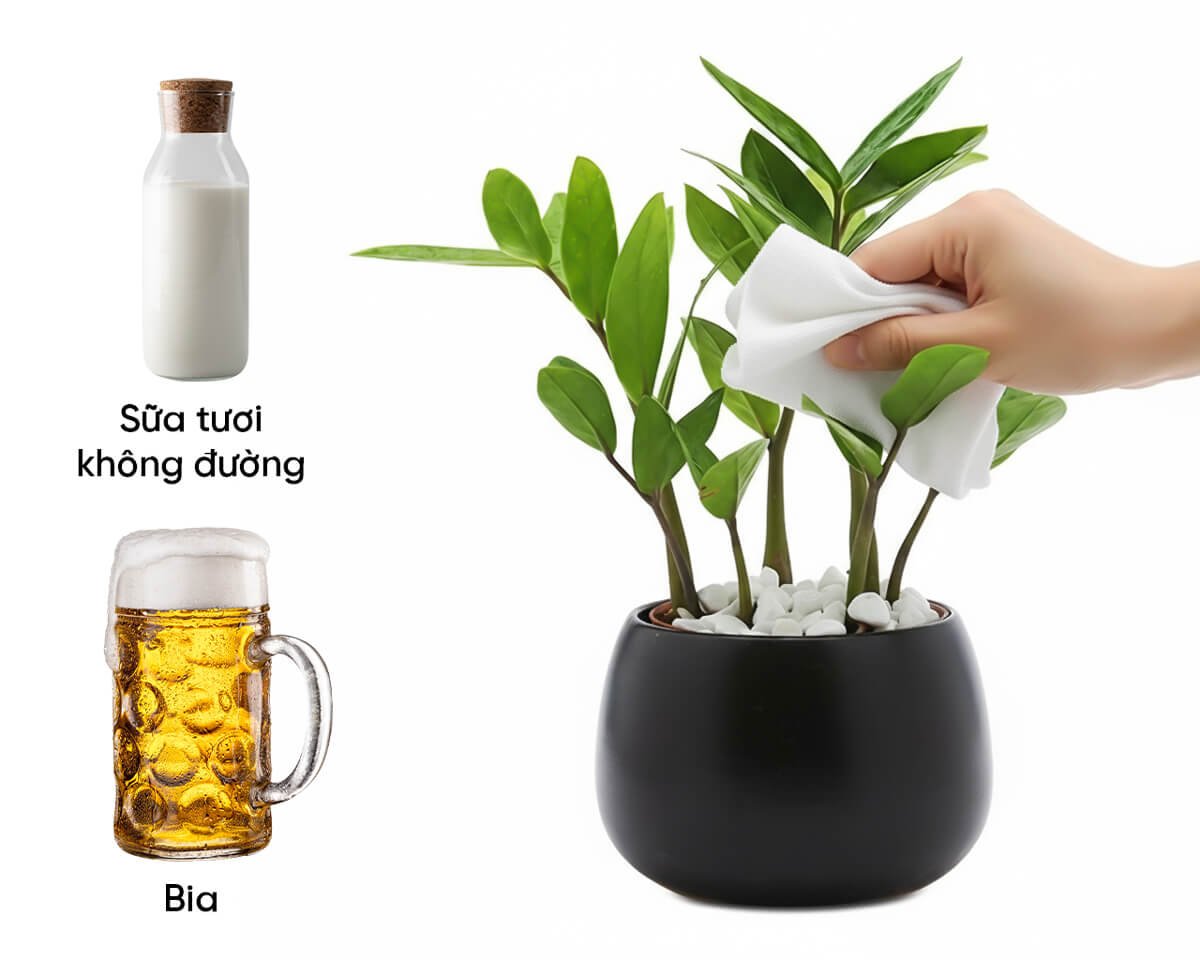 Bí kíp lau lá Kim Tiền bóng lưỡng rước tài lộc 2