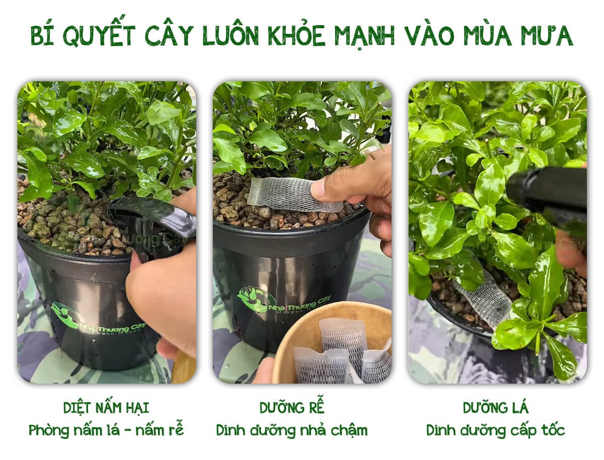 BÍ QUYẾT DIỆT NẤM HẠI - DƯỠNG RỄ - DƯỠNG LÁ  VÀO MÙA MƯA 2