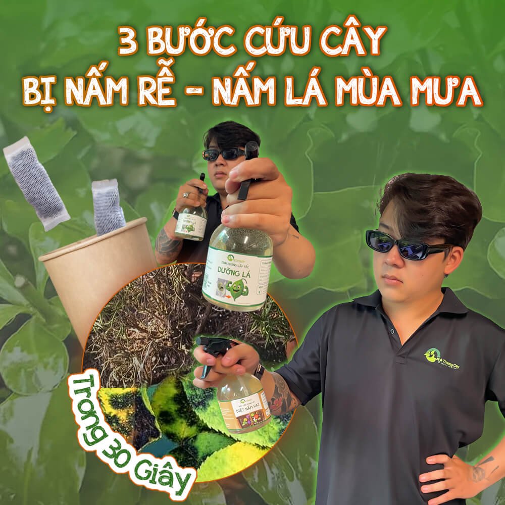 BÍ QUYẾT DIỆT NẤM HẠI - DƯỠNG RỄ - DƯỠNG LÁ VÀO MÙA MƯA