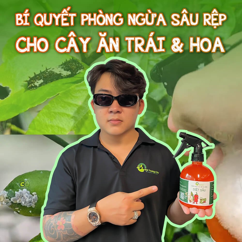 BÍ QUYẾT PHÒNG NGỪA SÂU BỆNH - RỆP HẠI VÀO MÙA MƯA