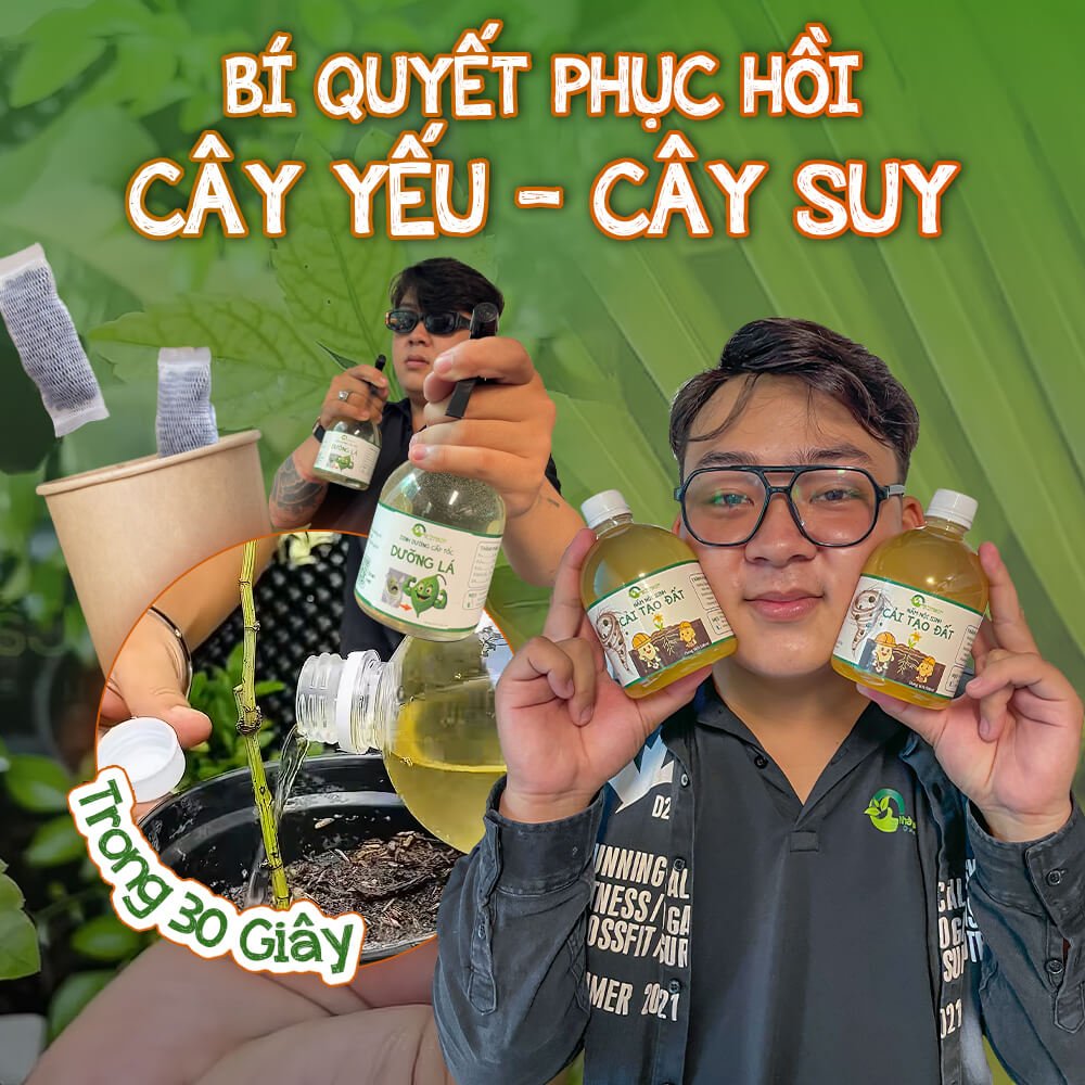Bí Quyết Phục Hồi Cây Yếu - Cây Suy