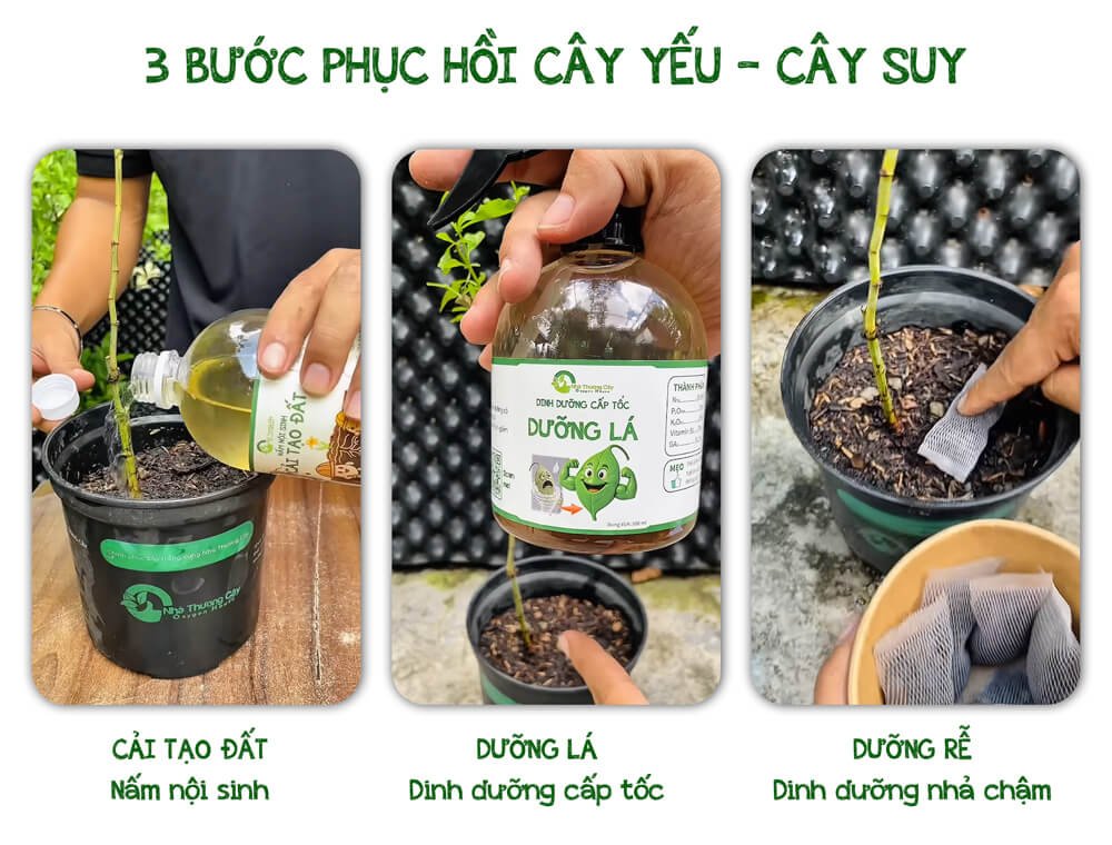 Bí Quyết Phục Hồi Cây Yếu - Cây Suy 2