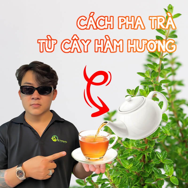 CÁCH PHA TRÀ HÀM HƯƠNG GIÚP GIẢM STRESS, DỄ TẬP TRUNG