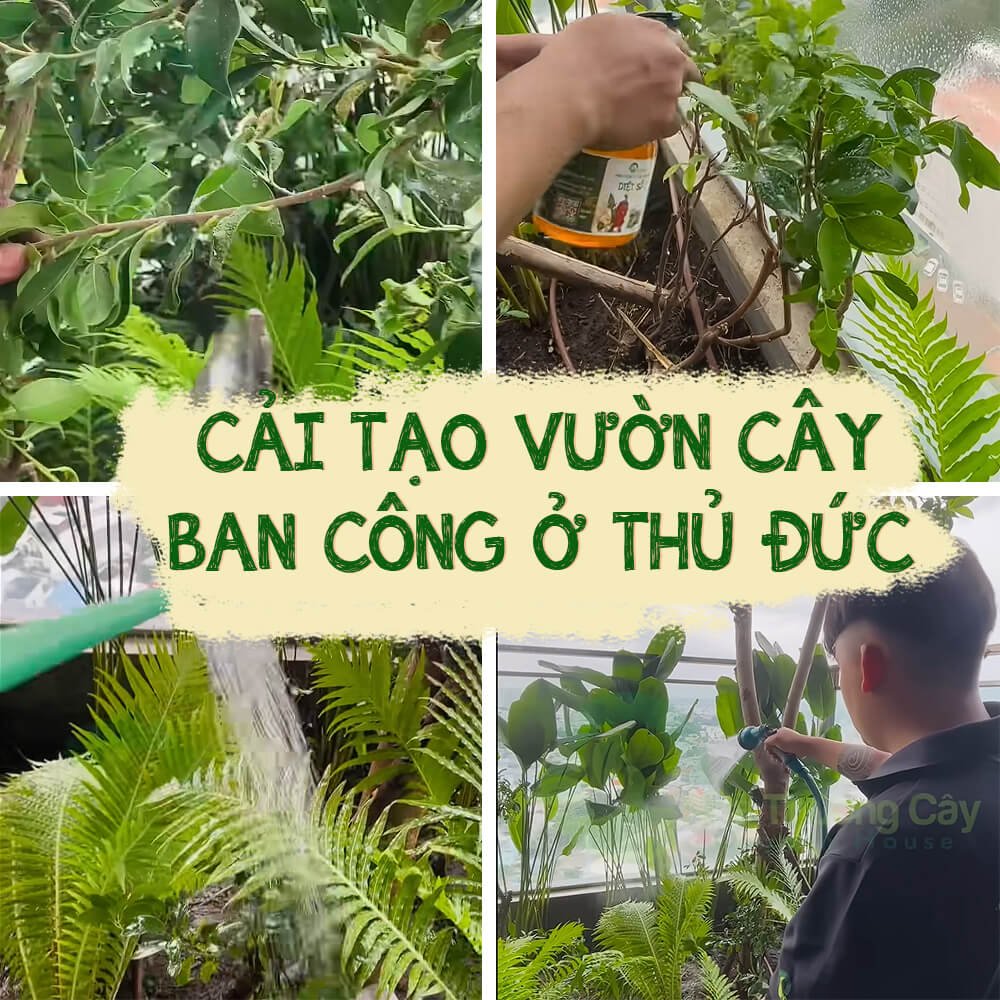 CẢI TẠO CHĂM SÓC CÂY BAN CÔNG Ở THỦ ĐỨC