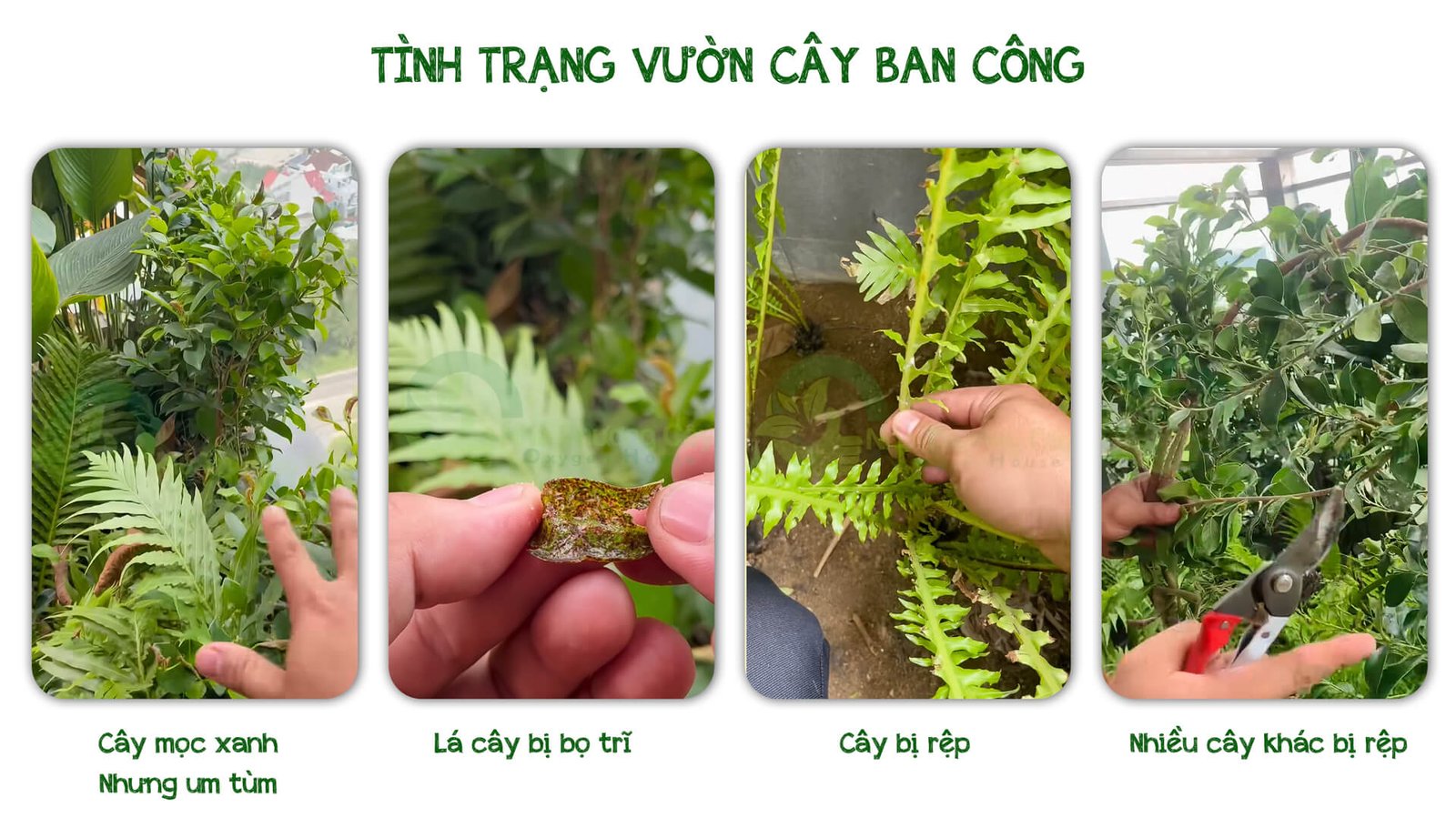 CẢI TẠO CHĂM SÓC CÂY BAN CÔNG Ở THỦ ĐỨC 2