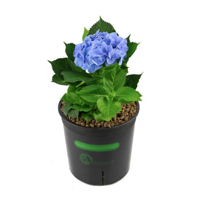 CẨM TÚ CẦU NHIỆT ĐỚI - TROPICAL HYDRANGEA (XANH) 2