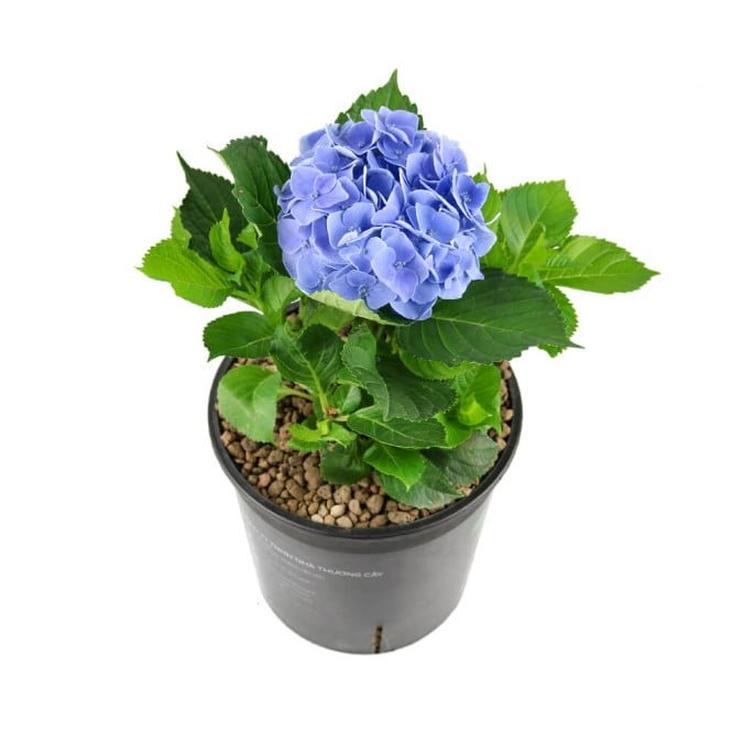 CẨM TÚ CẦU NHIỆT ĐỚI - TROPICAL HYDRANGEA (XANH) 3