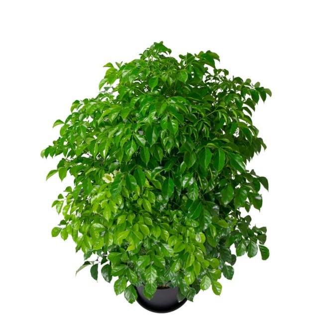 CÂY HẠNH PHÚC - RADERMACHERA SINICA (BIG SIZE) 3