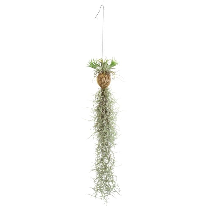 CÂY KHÔNG KHÍ - AIR PLANT 2