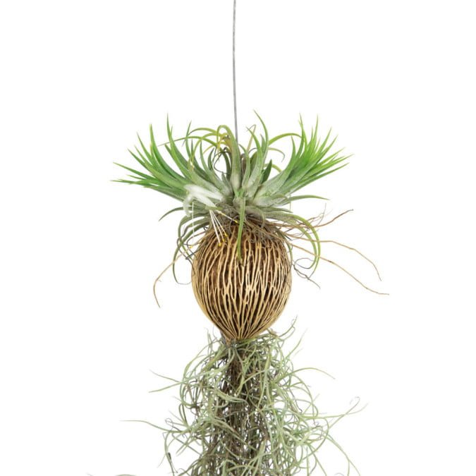 CÂY KHÔNG KHÍ - AIR PLANT 3