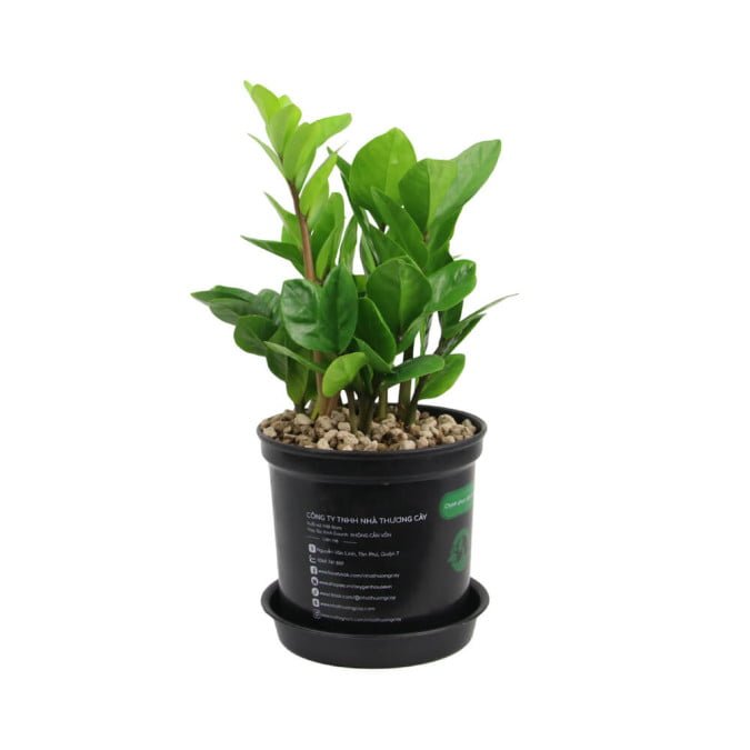 KIM PHÁT TÀI - ZAMIOCULCAS ZAMIIFOLIA 2