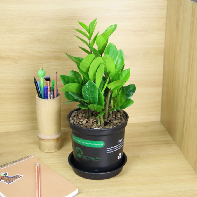 KIM PHÁT TÀI - ZAMIOCULCAS ZAMIIFOLIA