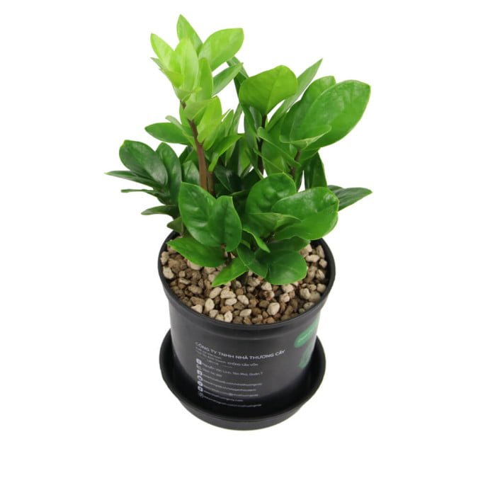 KIM PHÁT TÀI - ZAMIOCULCAS ZAMIIFOLIA 3