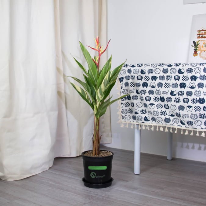 Cây lớn để sàn