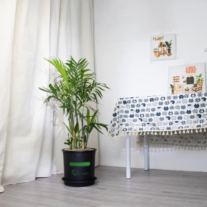 Cây lớn để sàn 3