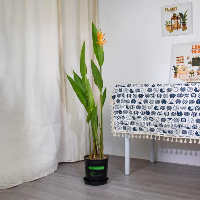 Cây lớn để sàn 2