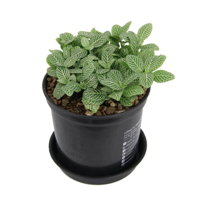CÂY MAY MẮN - FITTONIA ARGYRONEURA 3