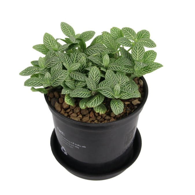 CÂY MAY MẮN - FITTONIA ARGYRONEURA 2