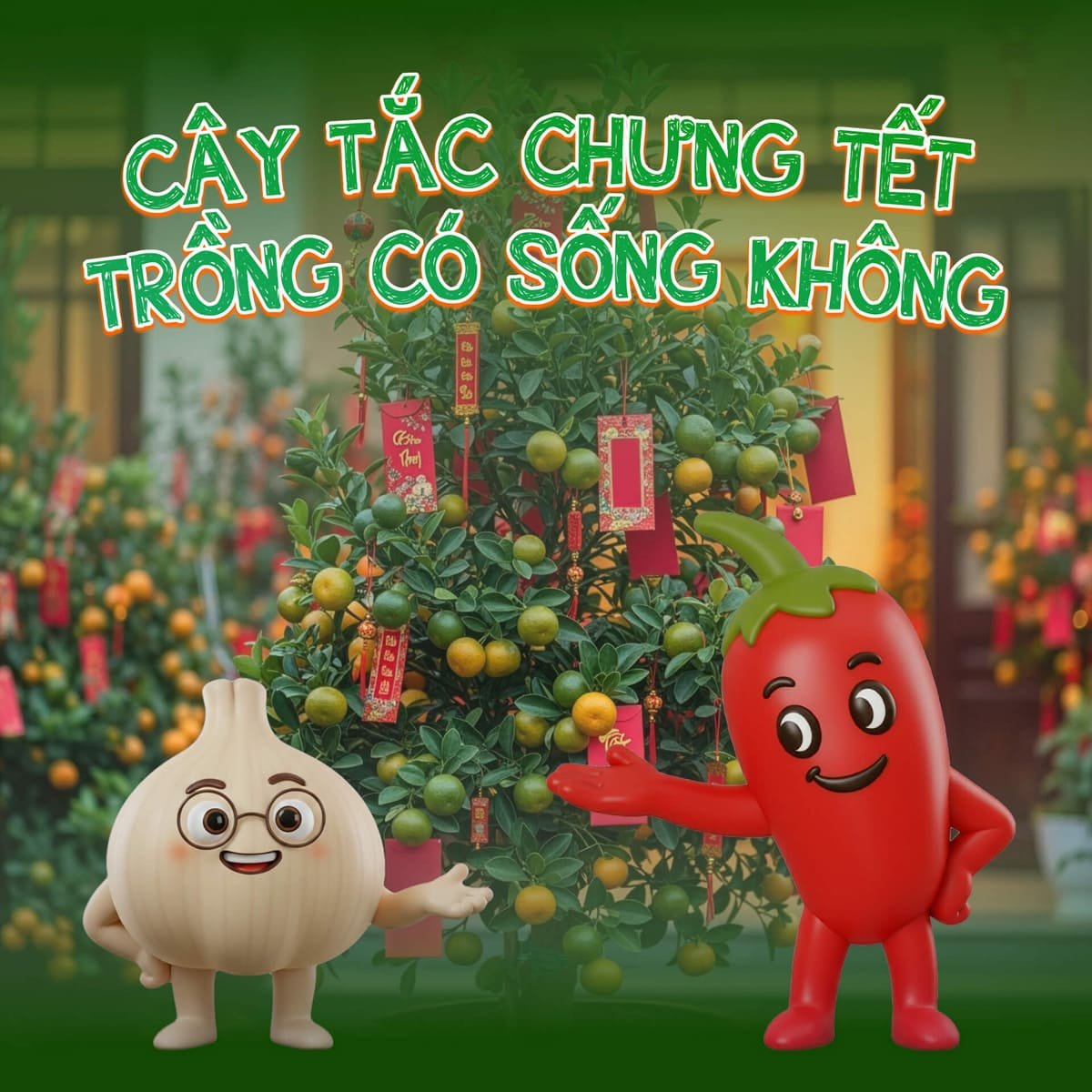 Cây tắc chưng tết xong trồng có sống không